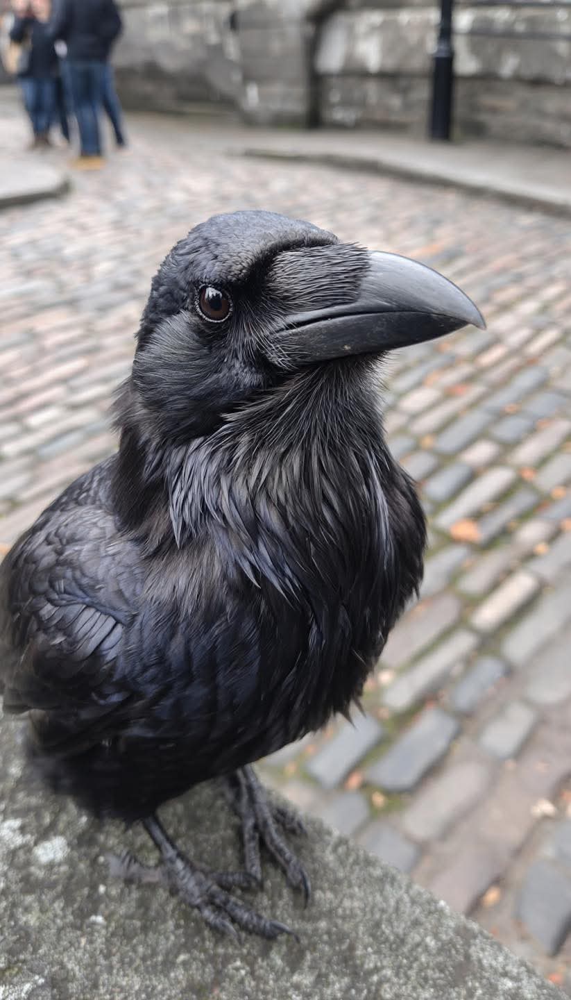 Mobile Cycle Service